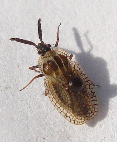 This is a gorse lace bug, which is similar to the eggplant lace bug. The eggplant lace bug will be light grey to bluish color, but will exhibit the rounded lace wings.