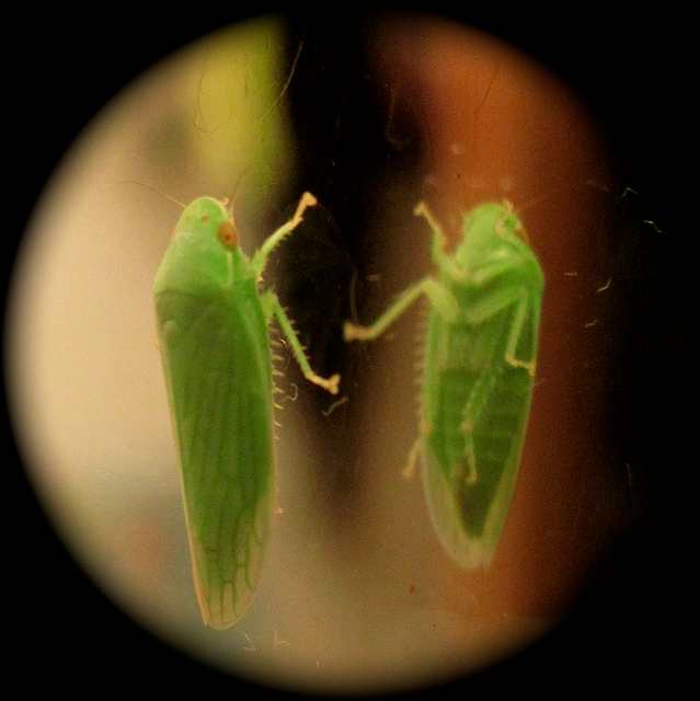 Identifying and Removing 5 Common Eggplant Pests Dengarden