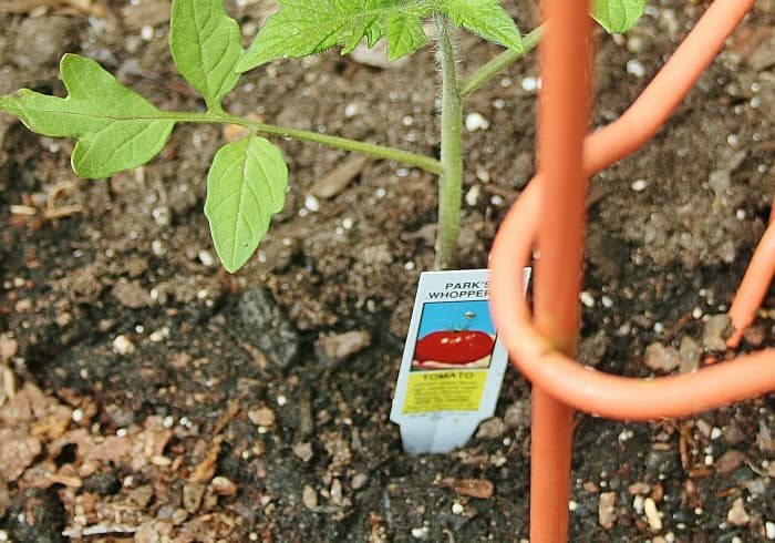 The best mulch around tomato plants? Red or silver plastic sheeting, compost, or nothing at all.
