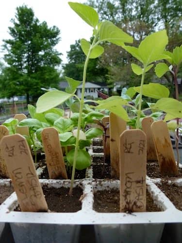 These lemon basil seedlings could benefit from pinching to create branching and keep pants from becoming leggy.