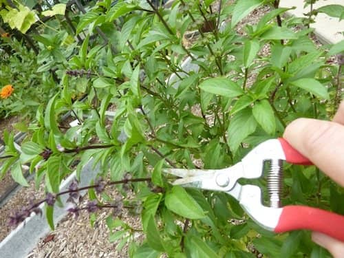 This Thai basil has beautiful blooms, but they should be removed. Use the basil trimmings in salads or make salad dressings. Use the flowers as garnish.