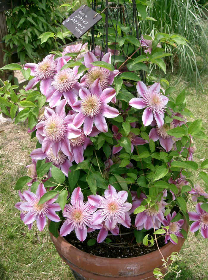 Top 10 Climbing Plants for a Small Trellis Dengarden