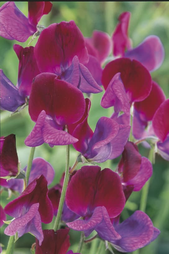 The 'Cupani' variety of sweet peas emits wonderful scents, perfect for climbing up a trellis or house and providing your home with lovely smells throughout summer.
