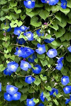 The 'Heavenly Blue' Morning Glories boast radiant hues of blue and love to shoot right up a trellis.