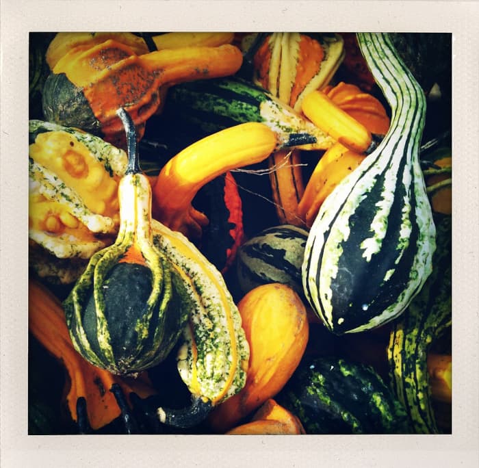 Though not traditionally thought of as a beautiful climber, gourds can in fact produce lovely vines to cascade up a trellis and decorate it with spectacular-looking fruits.