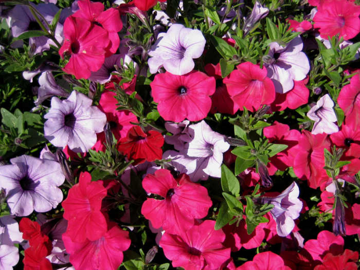 Top 10 Climbing Plants for a Small Trellis - Dengarden