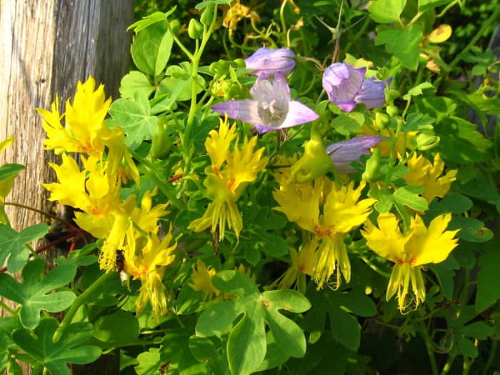 The 'Canary Creeper' variety of tropaeolum peregrinum looks great when allowed to weave through other plants along a trellis.