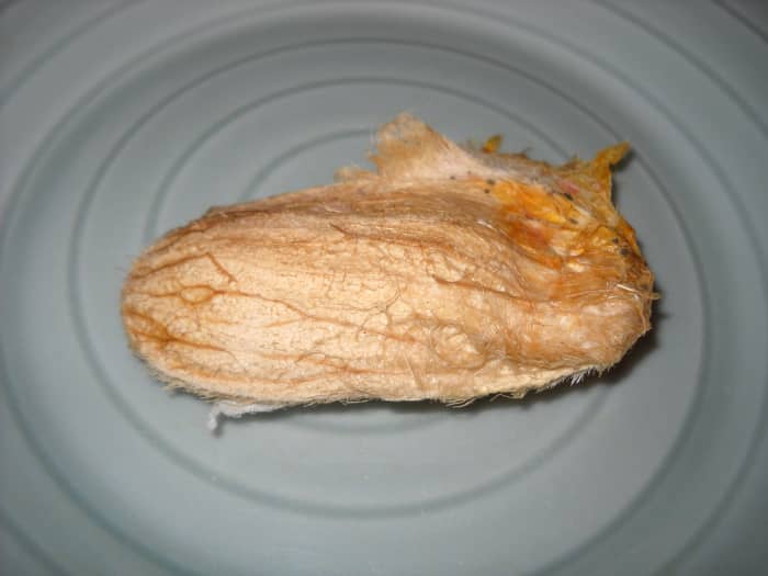 After eating your mango, clean the seed and let it dry for a day and half. This is what it should look like.