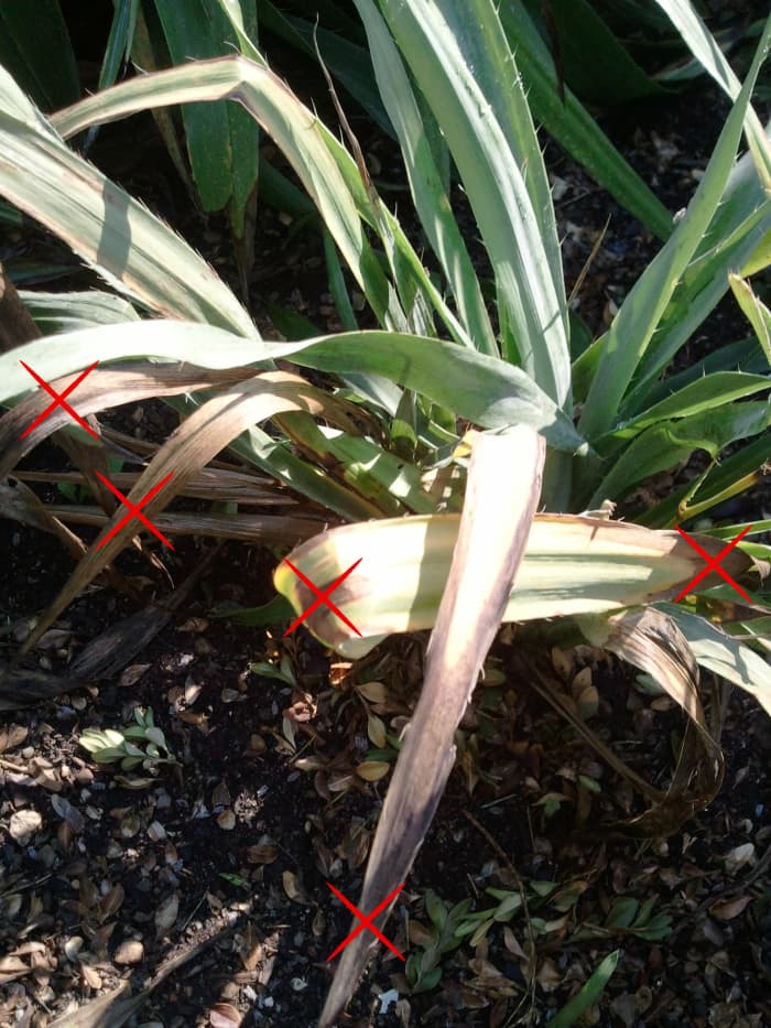 How to Take Care of a Yucca Plant Dengarden
