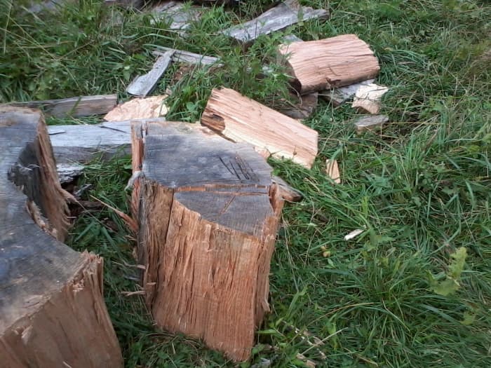 Turning this chunk of wood into a slice of pie. I will later go in the backdoor to take its heart.