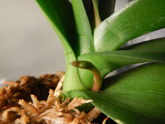 Yay! With a little patience, a steep learning curve, and the death of poor Daniella, my little Diana spiked for me.