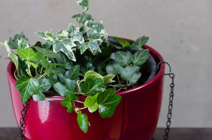 English ivy is a wonderful plant to hang indoors—out of reach of pets.