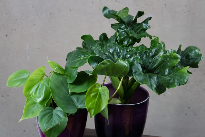 Philodendrons are one of the most popular houseplants. Here are two philodendrons with different leaf shapes.