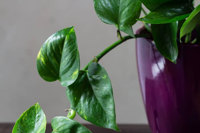 NASA cites pothos, or devil's ivy, as one of the best houseplants for removing pollutants from the air.