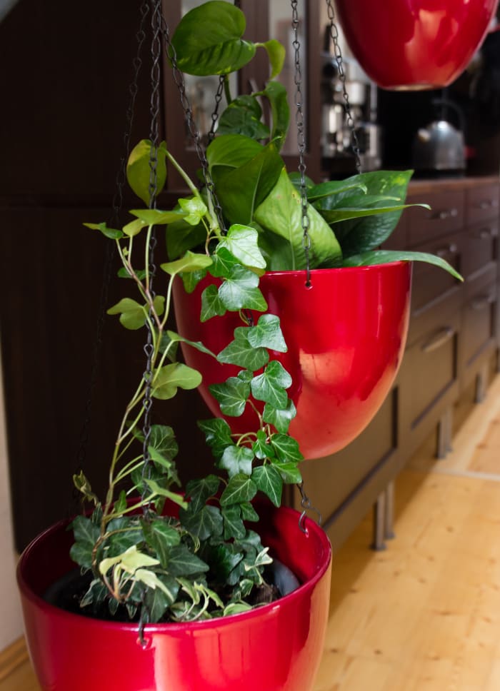 Make sure your hanging pots are sturdy enough to support the weight of the plant. You can also keep tendrils out of reach by making them climb the chain.