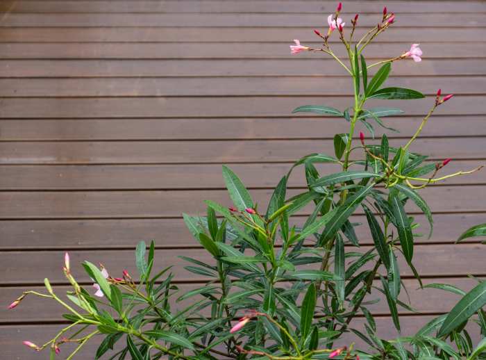 Oleander is one of the deadliest ornamentals.