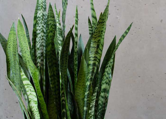 This decorative plant is known for its pointed leaves.