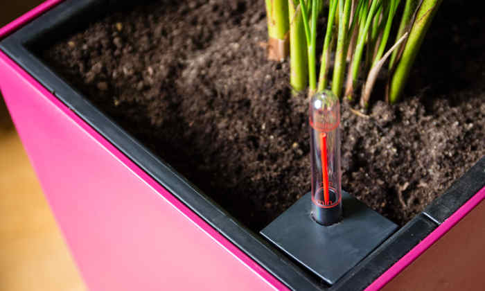 Self-watering pots are one way to eliminate dangerous water in saucers and keep soil free of mold.