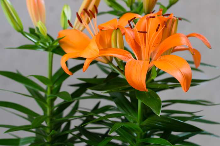 Many "lilies," like this Asian lily, are especially toxic to felines.