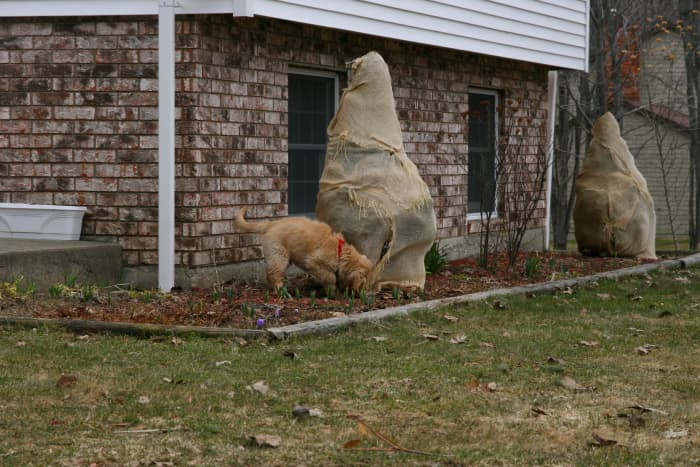 Wrap evergreens with burlap and twine to protect the plants from getting damaged by a heavy snow pack. This wrap also protects evergreens from hungry deer.