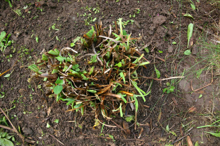 Cut back perennials like daylilies in the fall. This will lessen the amount of garden clean-up required in the spring.