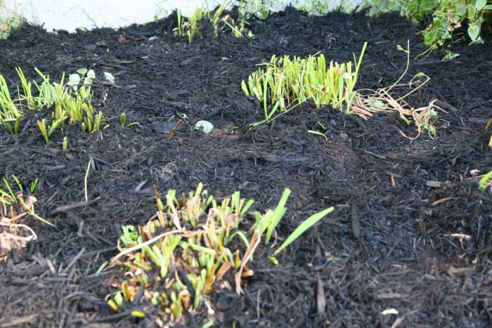 A thick layer of bark mulch will discourage weed growth next spring.