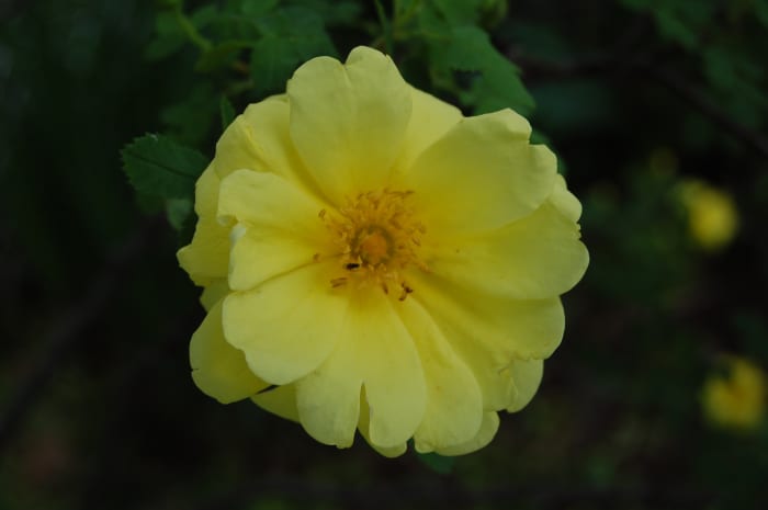 Harison's Yellow flowers have a double row of petals rather than the single row that is charcteristic of its parents.