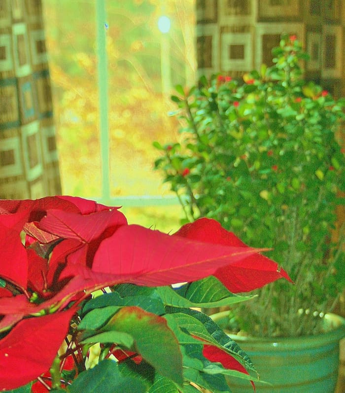 Placing poinsettias a few feet from a south-facing window will prevent them from fading in too-strong light.