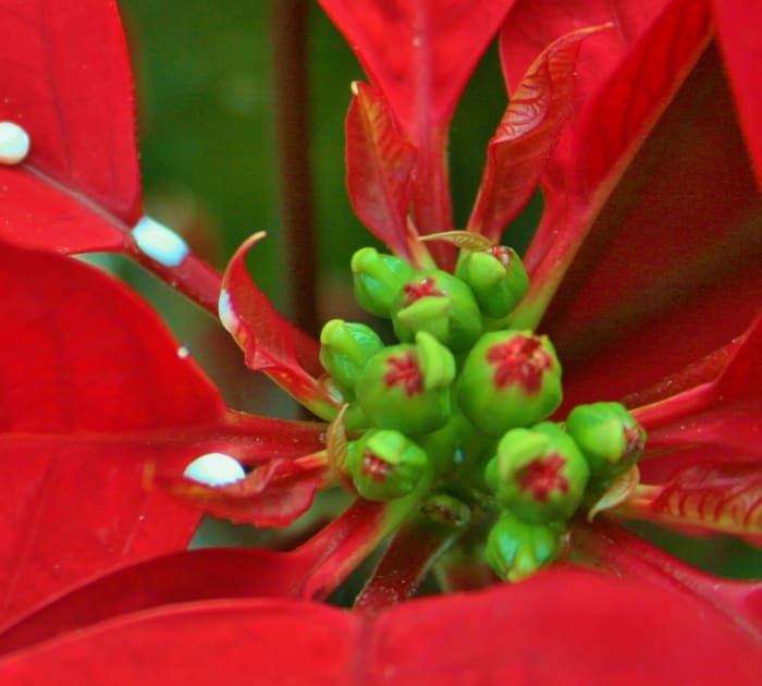 Like Euphorbia milii (Crown of Thorns), poinsettias exude a poisonous latex-like sap that can irritate skin.