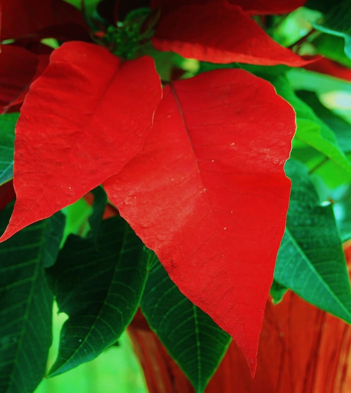 Bracts are leaf-life structures that grow around a plant's actual flowers. Poinsettia bracts surround its true flowers, which are small and nondescript.