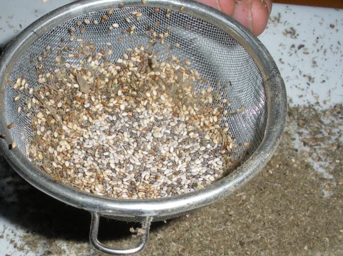 Once the chia flower head is rolled and crushed, pour the seeds and debris into a sifter.
