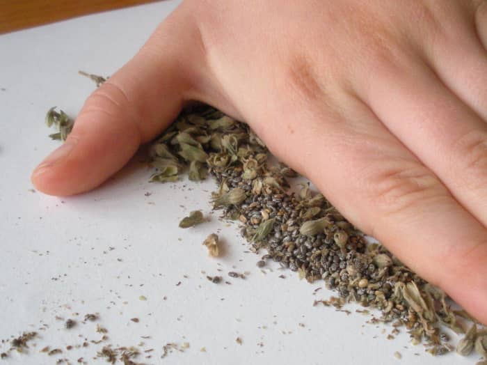 The fastest and easiest way to crush the dried flower heads and extract the chia seeds is to rub with a flat hand.