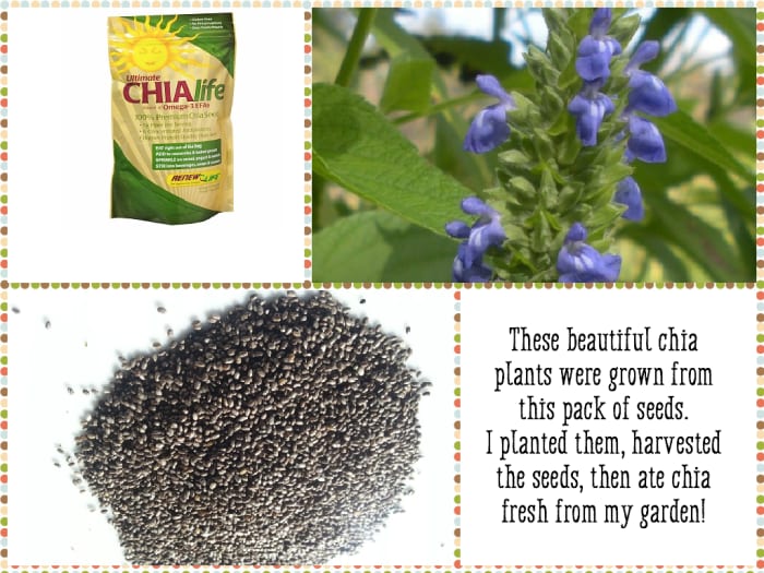 This is the kind of chia seeds I bought years ago and planted. Since then, I've been harvesting and saving seed to use from one year to the next. I'll show you how easy it is to grow your own chia plants.