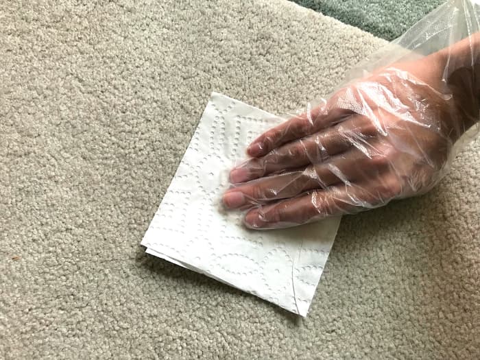 Blot up the urine with paper towel.