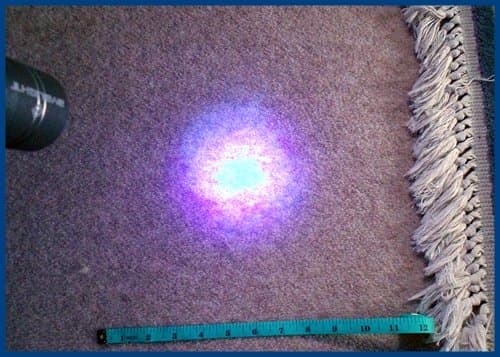 The same area of carpet looks very different when I shine the UV blacklight on it!