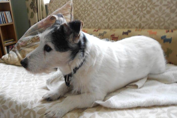 The smell of dog urine when an elderly dog has the occasional accident need not be a problem. Clean-up is easy with the simple tips in this article!