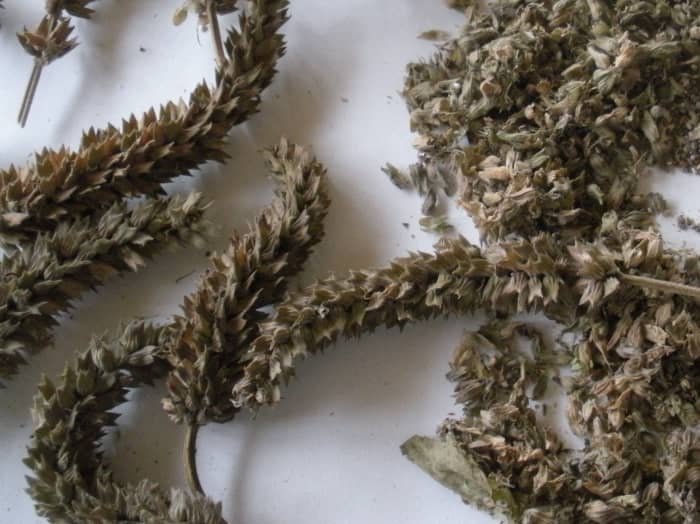 Dried chia flower heads, ready for seed separation. Picked at the right time and allowed to dry, the chia seeds are easy to separate and collect.