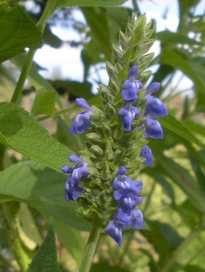 In addition to the health benefits associated with eating the seeds and drinking tea made from the leaf, chia flowers look lovely in the garden.