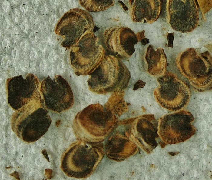 Hollyhock seeds are large and flat. They often stick together in the pod and should be separated to facilitate drying.