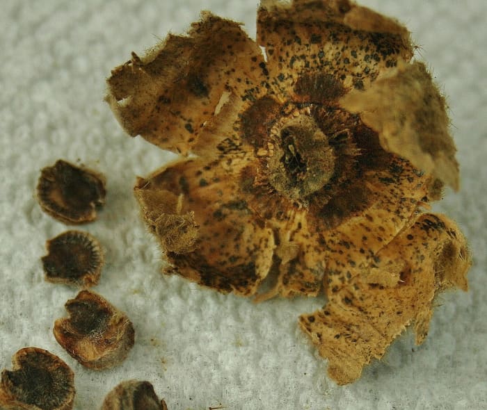 Once released from their dried pods, the hollyhock seeds must be separated and the chaff removed before drying.
