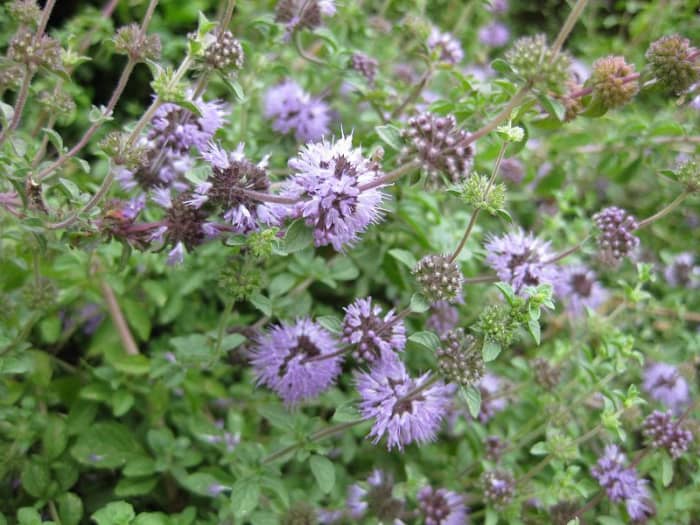 This is the herb known as pennyroyal. Spiders cannot stand it, including the brown recluse and black widow. It has a strong smell and will keep all spiders away. It is a member of the mint family.