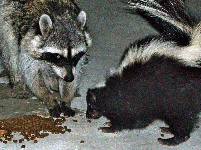 Racoon and Skunk.