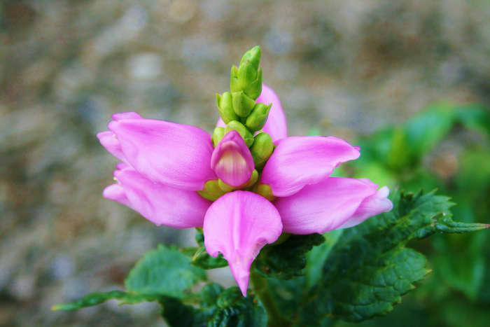 We grow Chelone l, "Hot Lips," a runner-up in the 2012 Perennial Plant of the Year competition sponsored by the Perennial Plant Association.