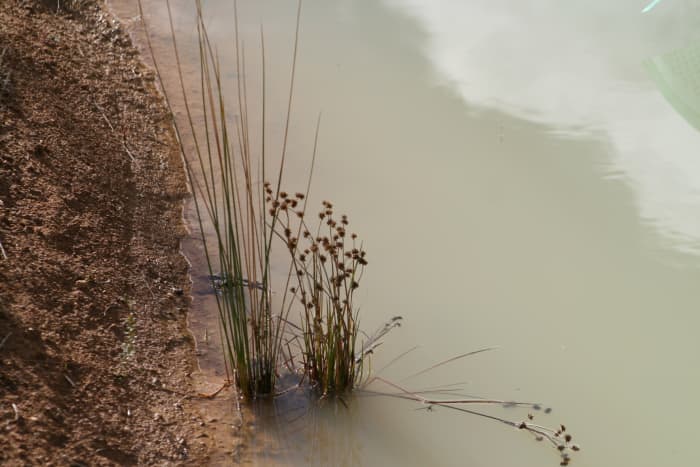 My beautiful clean water became milky when the barley straw mulch blew from the plants around the edge of the dam into the water. I can no longer see the bottom of the dam.