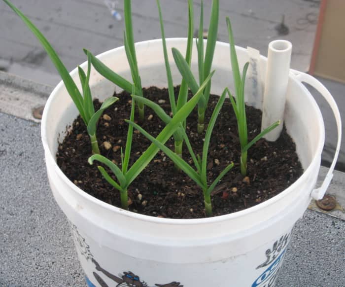 You can grow garlic in containers. This is garlic after two to three weeks.