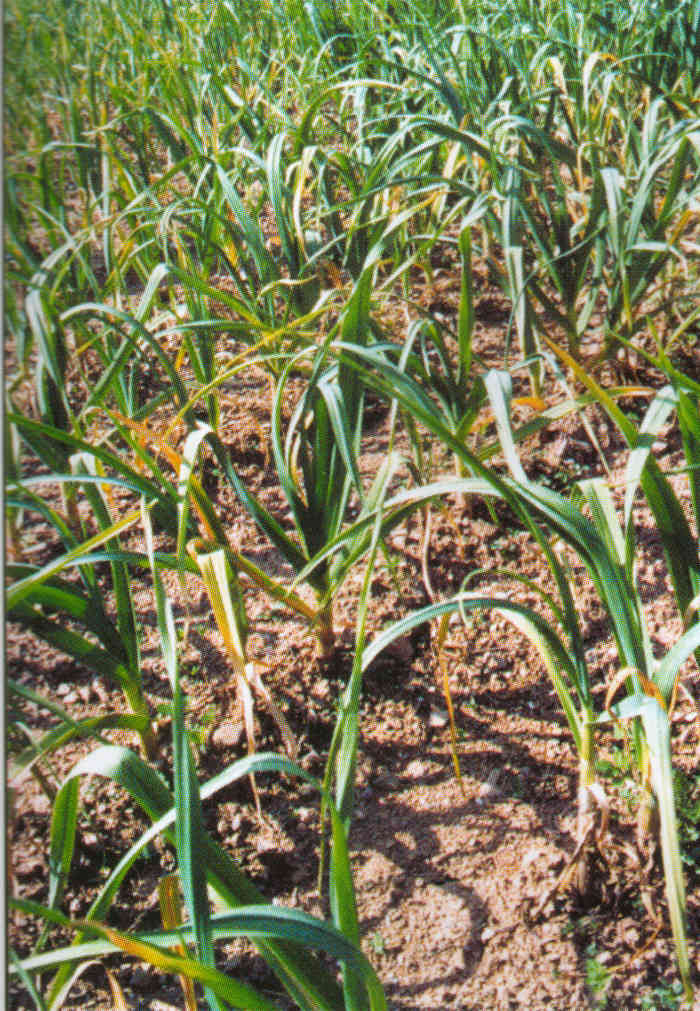 How to Grow Garlic A StepbyStep Guide Dengarden