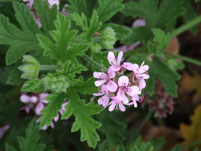Rose-Scented Geraniums are gorgeous in the garden and vase. Hardy and long-lasting in the vase and garden, and they smell good too!
