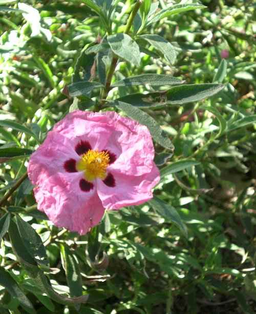 10 LowMaintenance Plants for Sunny Areas Dengarden