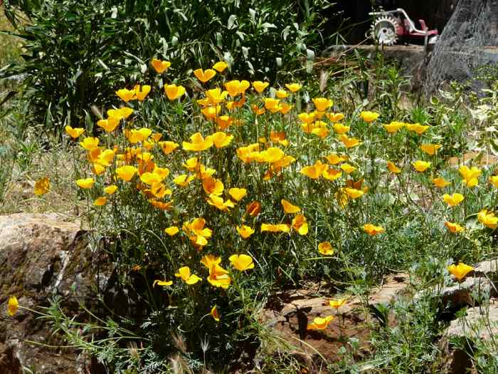 10 LowMaintenance Plants for Sunny Areas Dengarden