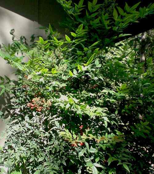 10 LowMaintenance Plants for Sunny Areas Dengarden